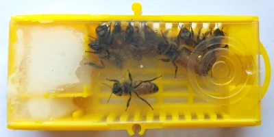 Beispielbild vom Zusetzkäfig